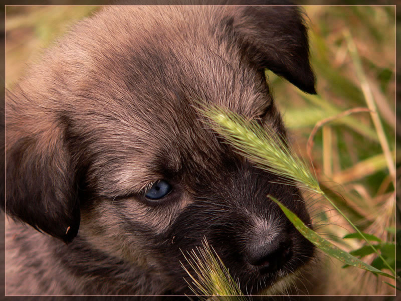 photo "The.Firsst.Obstacle" tags: nature, pets/farm animals