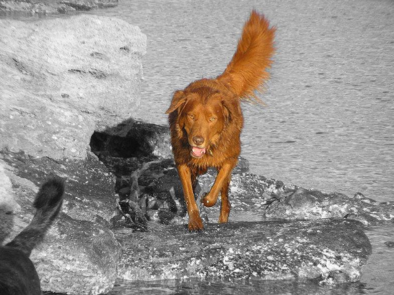 фото "Red in a Sea of Black and White" метки: портрет, природа, домашние животные