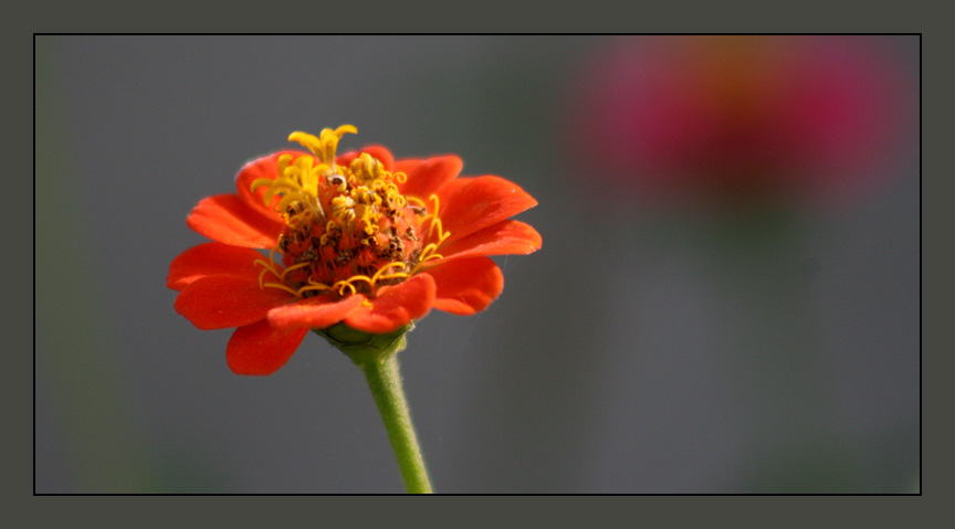 фото "red..." метки: природа, макро и крупный план, цветы