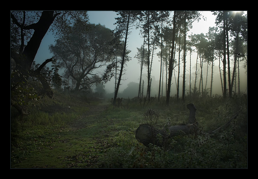 photo "Morning..." tags: landscape, forest, sunset