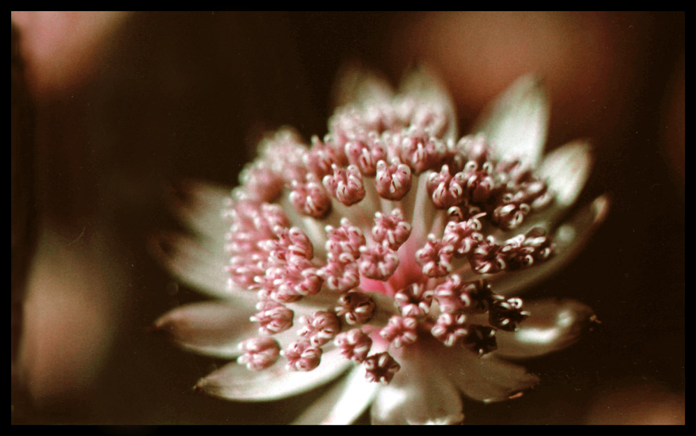 photo "a flower on dark background" tags: nature, macro and close-up, flowers