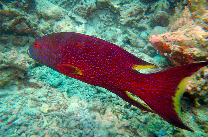 photo "Underwater Spotted Marauder" tags: nature, underwater, wild animals