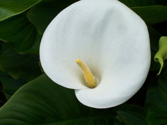 photo "Arum Lily" tags: macro and close-up, nature, flowers