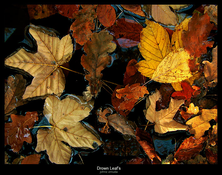 photo "Drown Leaf's" tags: nature, landscape, 