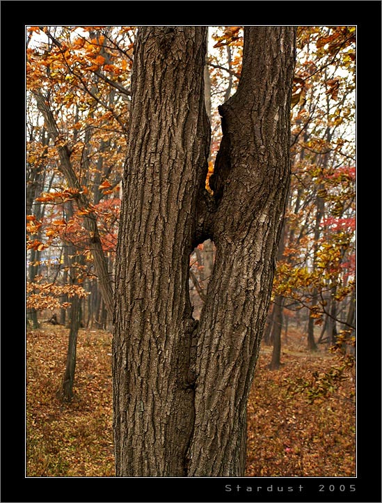 фото "The Kiss of the Fall" метки: пейзаж, лес, осень