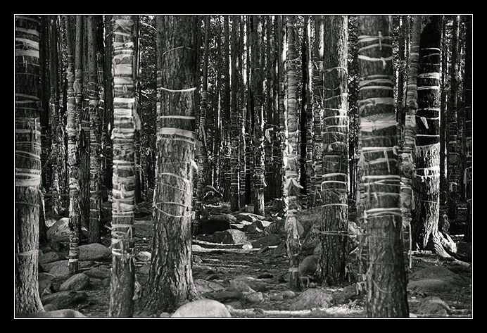 photo "... and nobody there" tags: landscape, black&white, forest