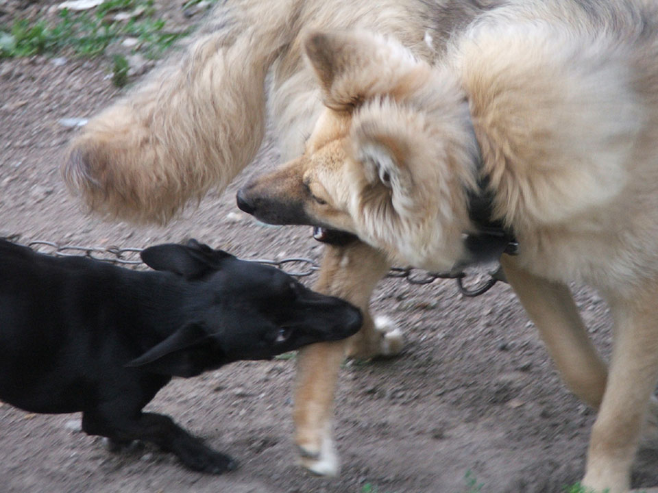 photo "***" tags: nature, pets/farm animals
