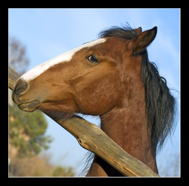 фото "Конь" метки: природа, домашние животные