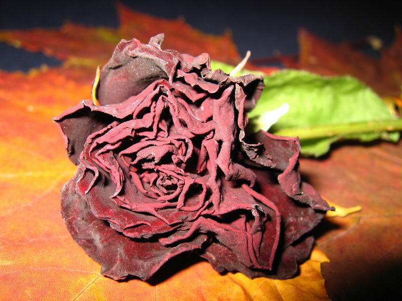 фото "Осенняя грусть" метки: природа, макро и крупный план, цветы