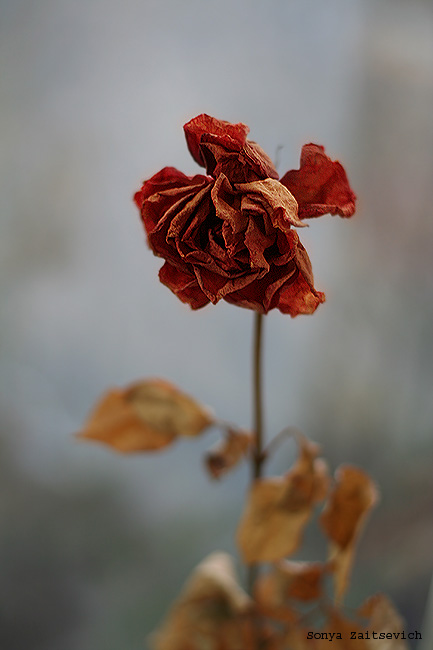 photo "broken" tags: nature, flowers