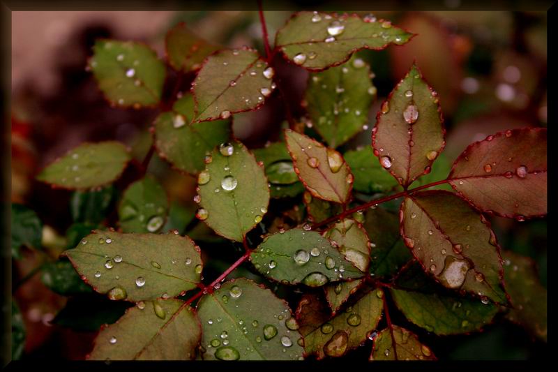photo "Droplets on leaves of a rose" tags: nature, flowers