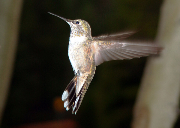 photo "Busy Wings" tags: nature, still life, wild animals