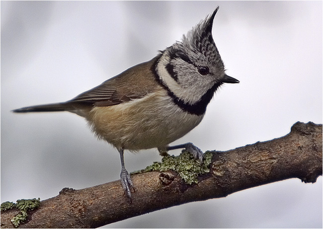 фото "Parus Christatus 3" метки: природа, дикие животные
