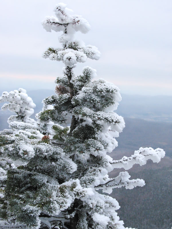 photo "winter #01" tags: landscape, nature, winter