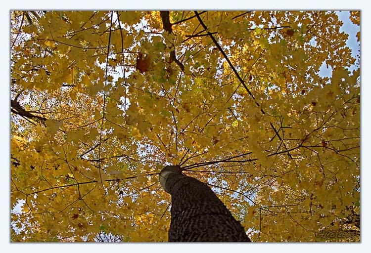 фото "Осенняя тропа" метки: пейзаж, лес, осень