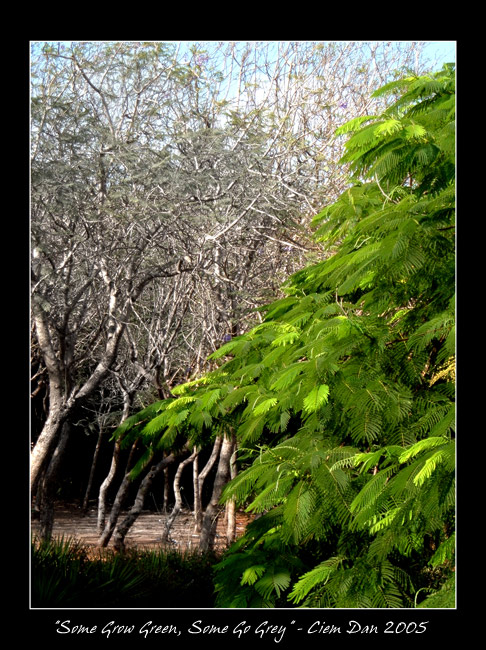 photo "Some Grow Green, Some Go Grey" tags: landscape, autumn, forest