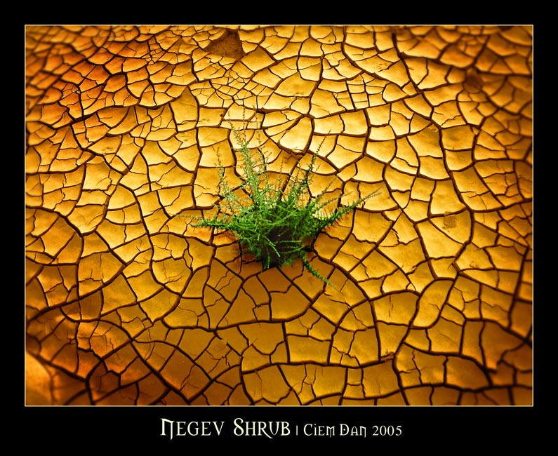фото "Negev Shrub" метки: пейзаж, природа, лето, цветы