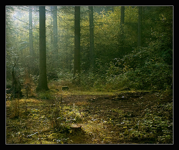 фото "Little misty forrest" метки: пейзаж, осень