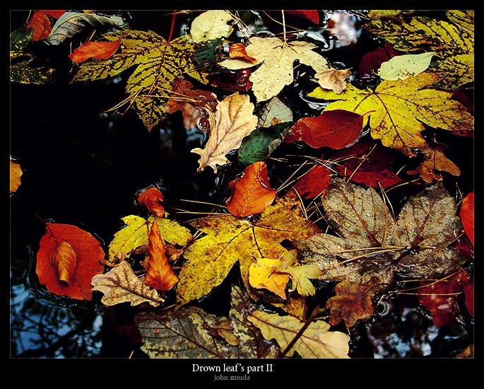 фото "Drown leaf part II" метки: природа, пейзаж, 