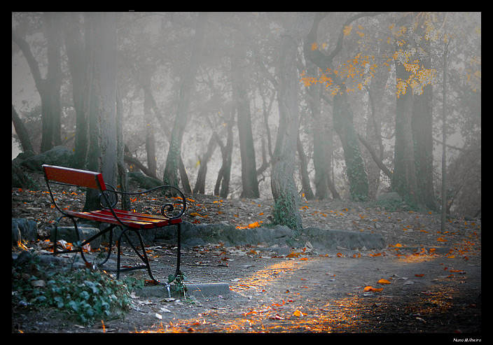 фото "Foggy day in the Park" метки: пейзаж, лес