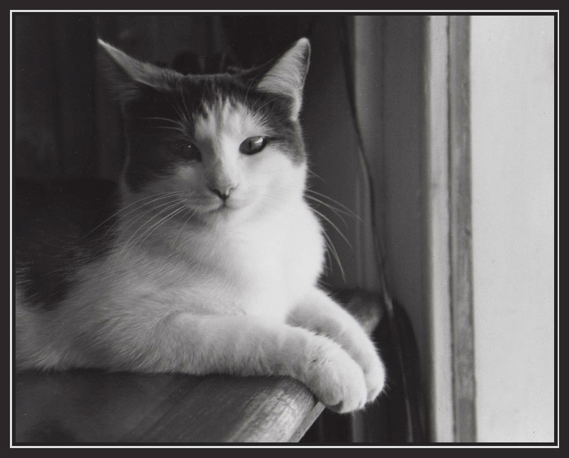 photo "Cat at the antique store" tags: portrait, nature, 