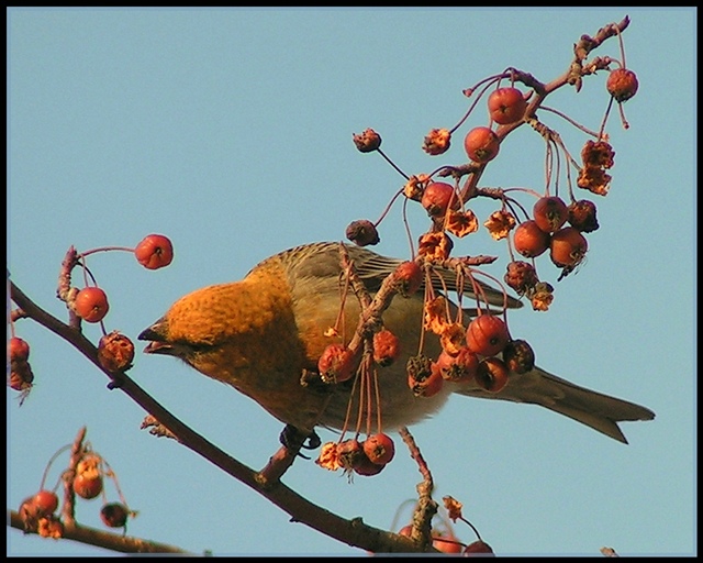 photo "Gourmand" tags: nature, wild animals