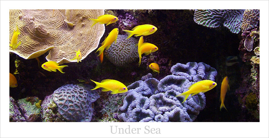 photo "undersea" tags: , 