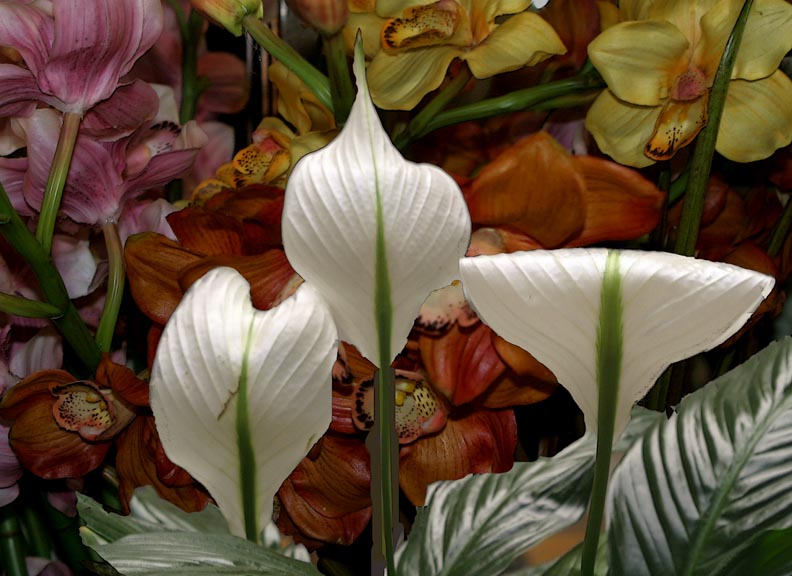 фото "Three White" метки: природа, цветы