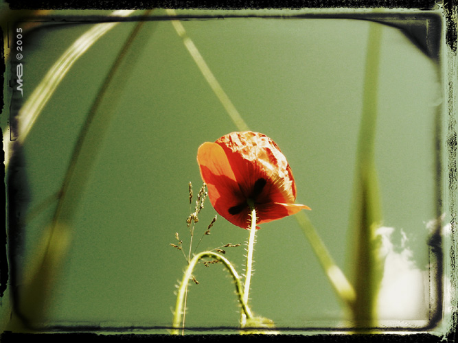 photo "Papaver_o" tags: nature, flowers