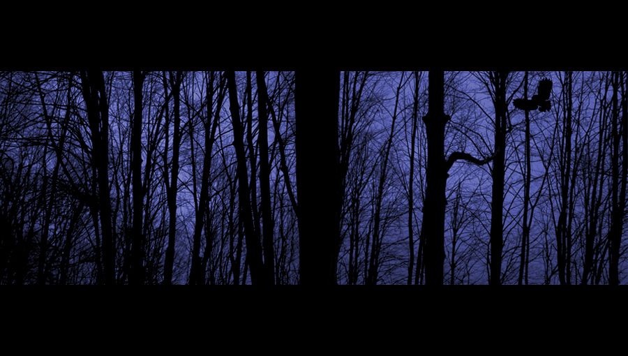 фото "Sleeping in the Forrest" метки: пейзаж, лес