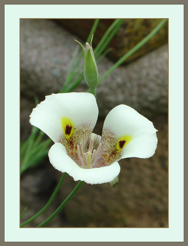 фото "Looks like a butterfly" метки: природа, цветы