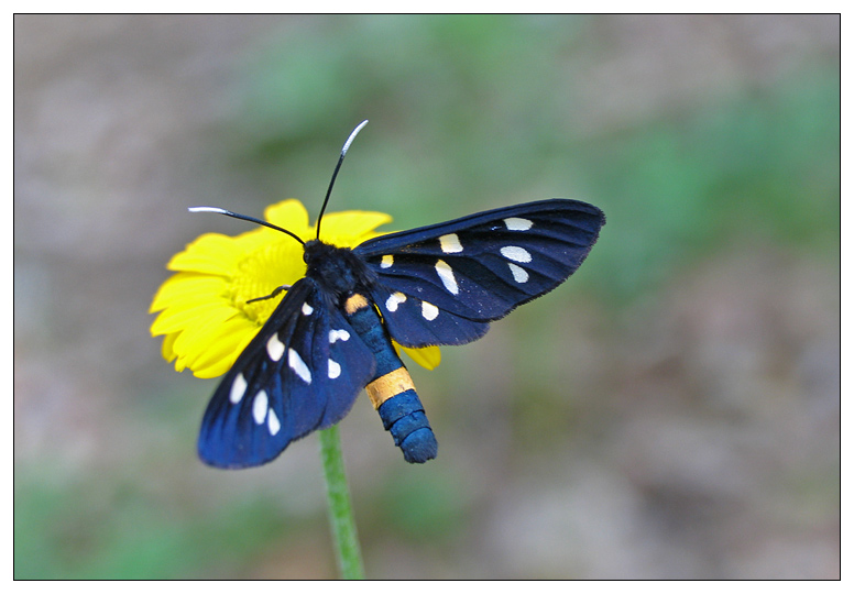 photo "***" tags: nature, insect