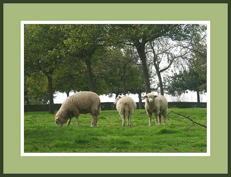 photo "Some sheep" tags: nature, pets/farm animals