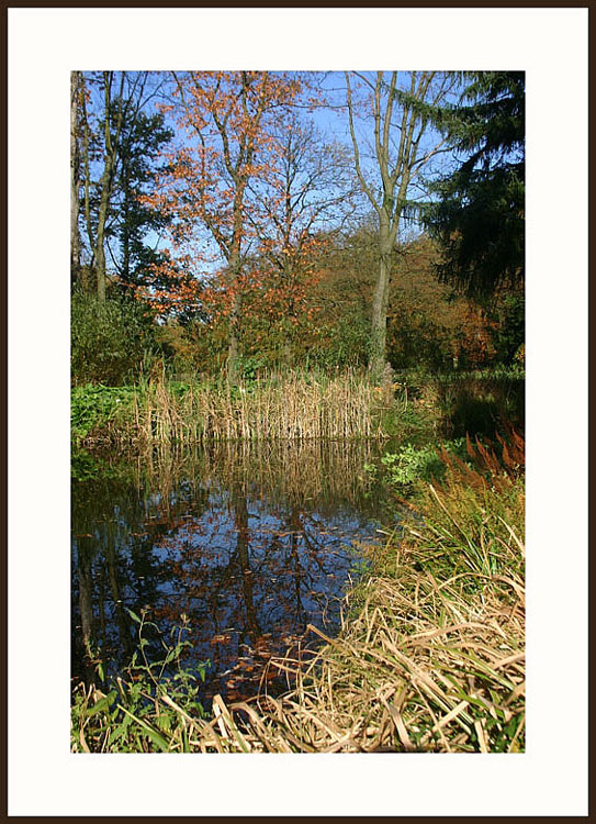 photo "The dark pond" tags: landscape, autumn