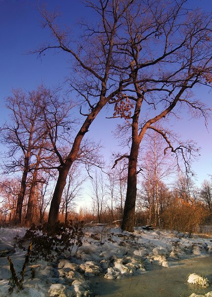 фото "Ноябрь в дубовом лесу." метки: пейзаж, природа, зима