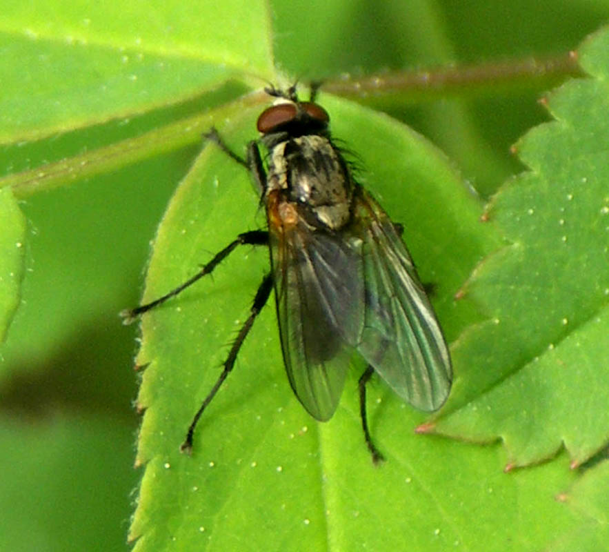 photo "Fly" tags: nature, macro and close-up, insect