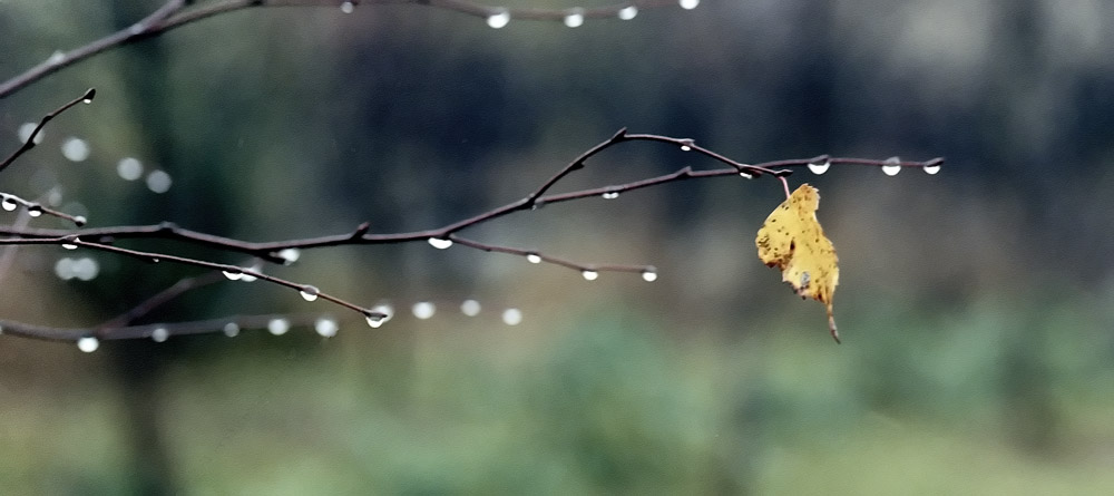 photo "Farewell Tears" tags: nature, genre, 