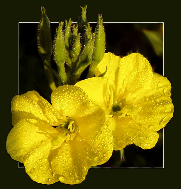 photo "Morning, dew. Recollecting summer." tags: nature, macro and close-up, flowers