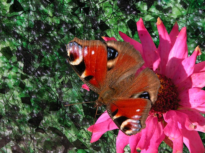 фото "На пороге осени" метки: природа, насекомое, цветы