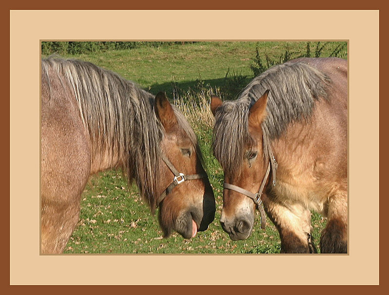 photo "Whispering horses" tags: nature, pets/farm animals