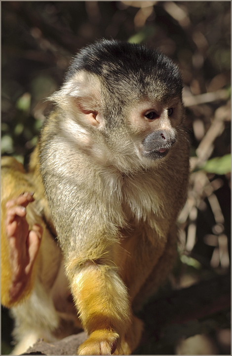 photo "Dance of jungle" tags: nature, genre, wild animals