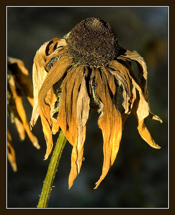 photo "But seeds have ripened..." tags: nature, flowers