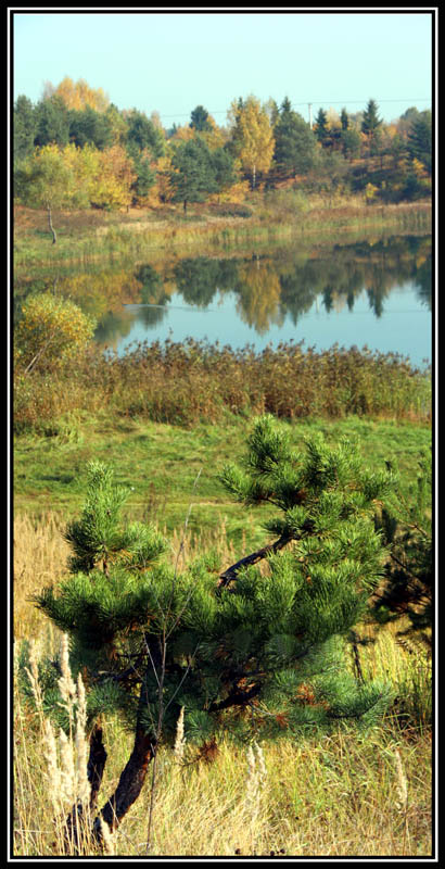 photo "pinus" tags: nature, landscape, autumn, flowers