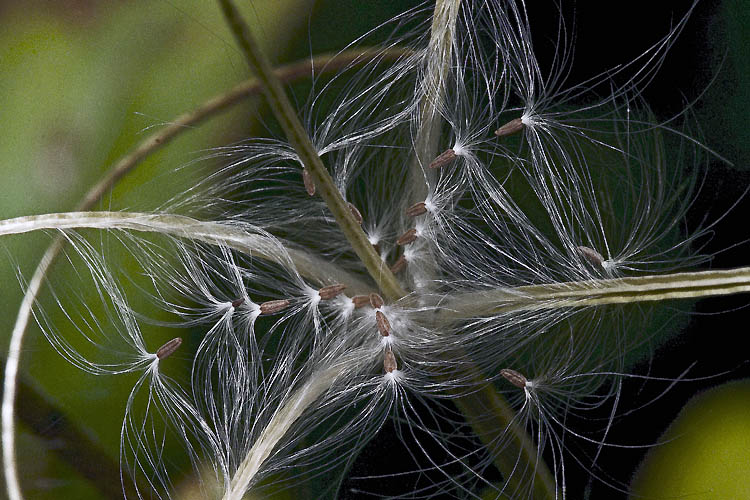 photo "Kaleidoscope" tags: nature, flowers