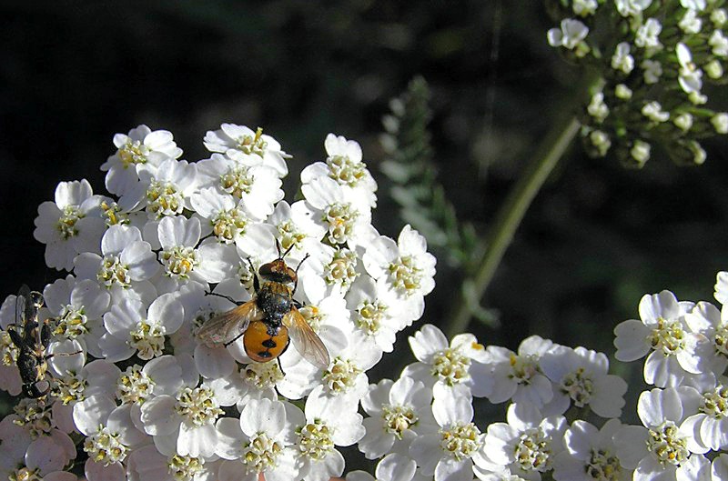 photo "Yarrow" tags: nature, macro and close-up, 