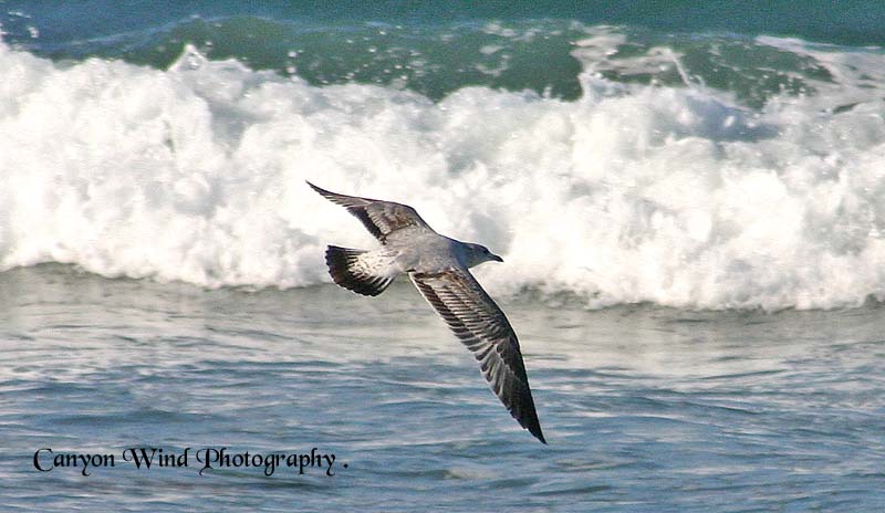 photo "" You are the wind beneath my wings "" tags: nature, travel, South America, wild animals