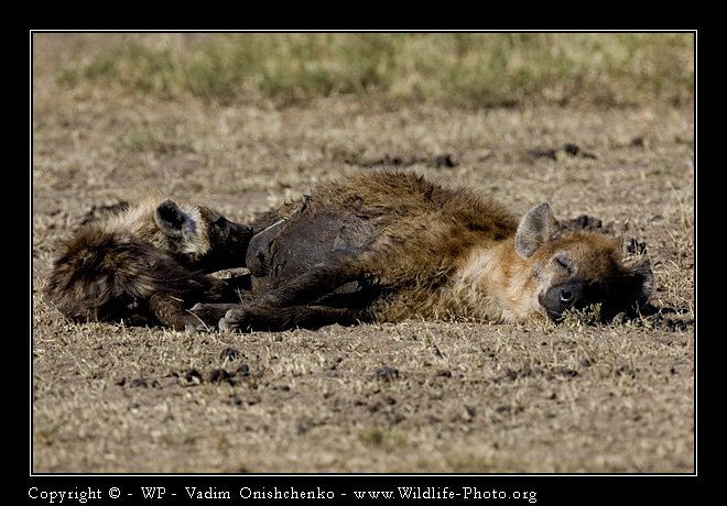 photo "Parent happiness" tags: nature, travel, Africa, wild animals