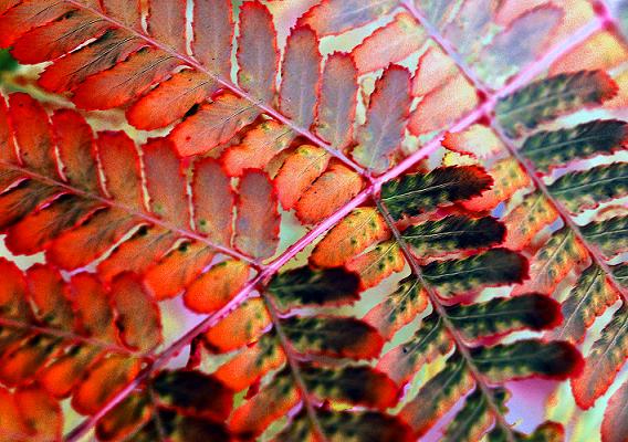 фото "Red fern" метки: природа, абстракция, цветы