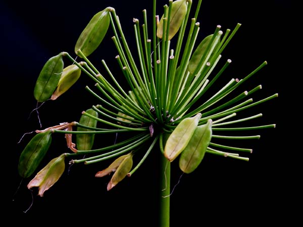 фото "green flower" метки: природа, цветы