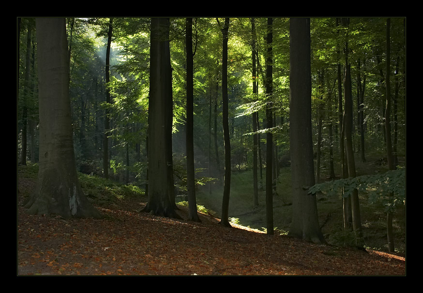 photo "***1" tags: landscape, autumn, forest